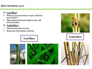 Insect pest and diseases of paddy and its management.pptx