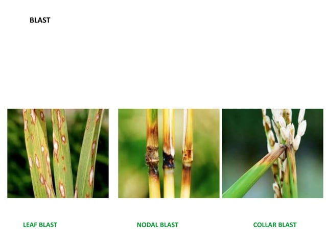 Small Paddy Insect Insect pest and diseases of paddy and its management.pptx ...
