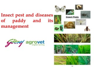 Insect pest and diseases
of paddy and its
management
 