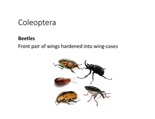 Coleoptera
Beetles
Front pair of wings hardened into wing‐cases
 