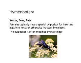 Hymenoptera
Wasps, Bees, Ants
Females typically have a special ovipositor for inserting 
eggs into hosts or otherwise inaccessible places. 
The ovipositor is often modified into a stinger
 
