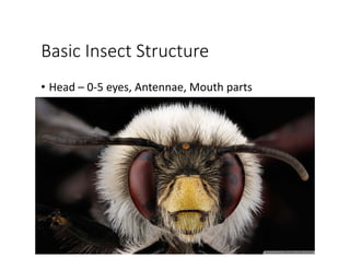 Basic Insect Structure
• Head – 0‐5 eyes, Antennae, Mouth parts
 