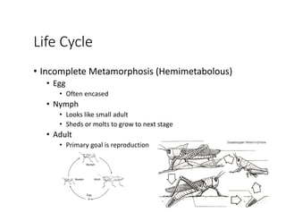 Life Cycle
• Incomplete Metamorphosis (Hemimetabolous)
• Egg
• Often encased
• Nymph
• Looks like small adult
• Sheds or molts to grow to next stage
• Adult
• Primary goal is reproduction
 