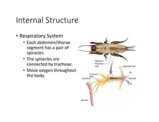 Internal Structure
• Respiratory System
• Each abdomen/thorax 
segment has a pair of 
spiracles.
• The spiracles are 
connected by tracheae.
• Move oxygen throughout 
the body.
 