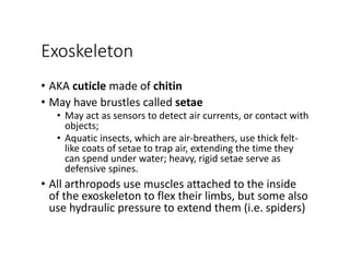 Exoskeleton
• AKA cuticle made of chitin
• May have brustles called setae
• May act as sensors to detect air currents, or contact with 
objects;
• Aquatic insects, which are air‐breathers, use thick felt‐
like coats of setae to trap air, extending the time they 
can spend under water; heavy, rigid setae serve as 
defensive spines.
• All arthropods use muscles attached to the inside 
of the exoskeleton to flex their limbs, but some also 
use hydraulic pressure to extend them (i.e. spiders)
 