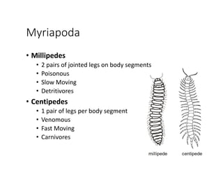 Myriapoda
• Millipedes
• 2 pairs of jointed legs on body segments
• Poisonous
• Slow Moving
• Detritivores
• Centipedes
• 1 pair of legs per body segment
• Venomous
• Fast Moving
• Carnivores
 