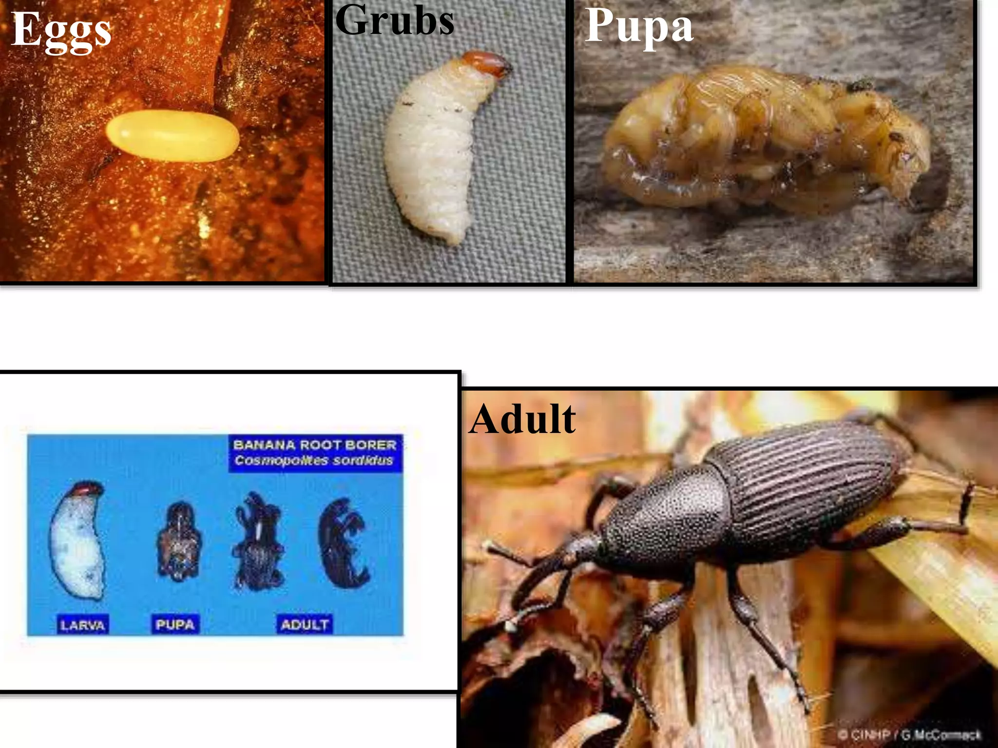 Insect pest of banana crop | PPTX
