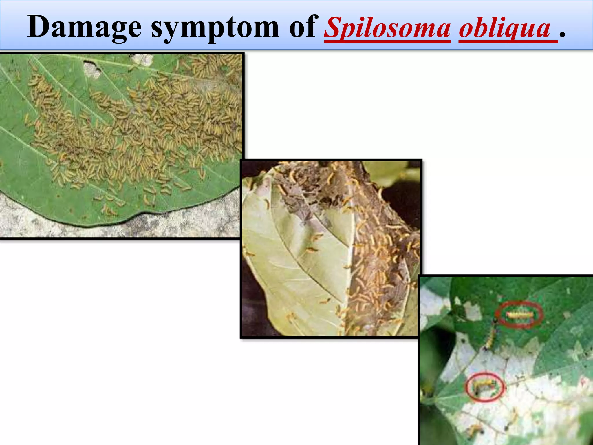 Insect pest of banana crop | PPTX