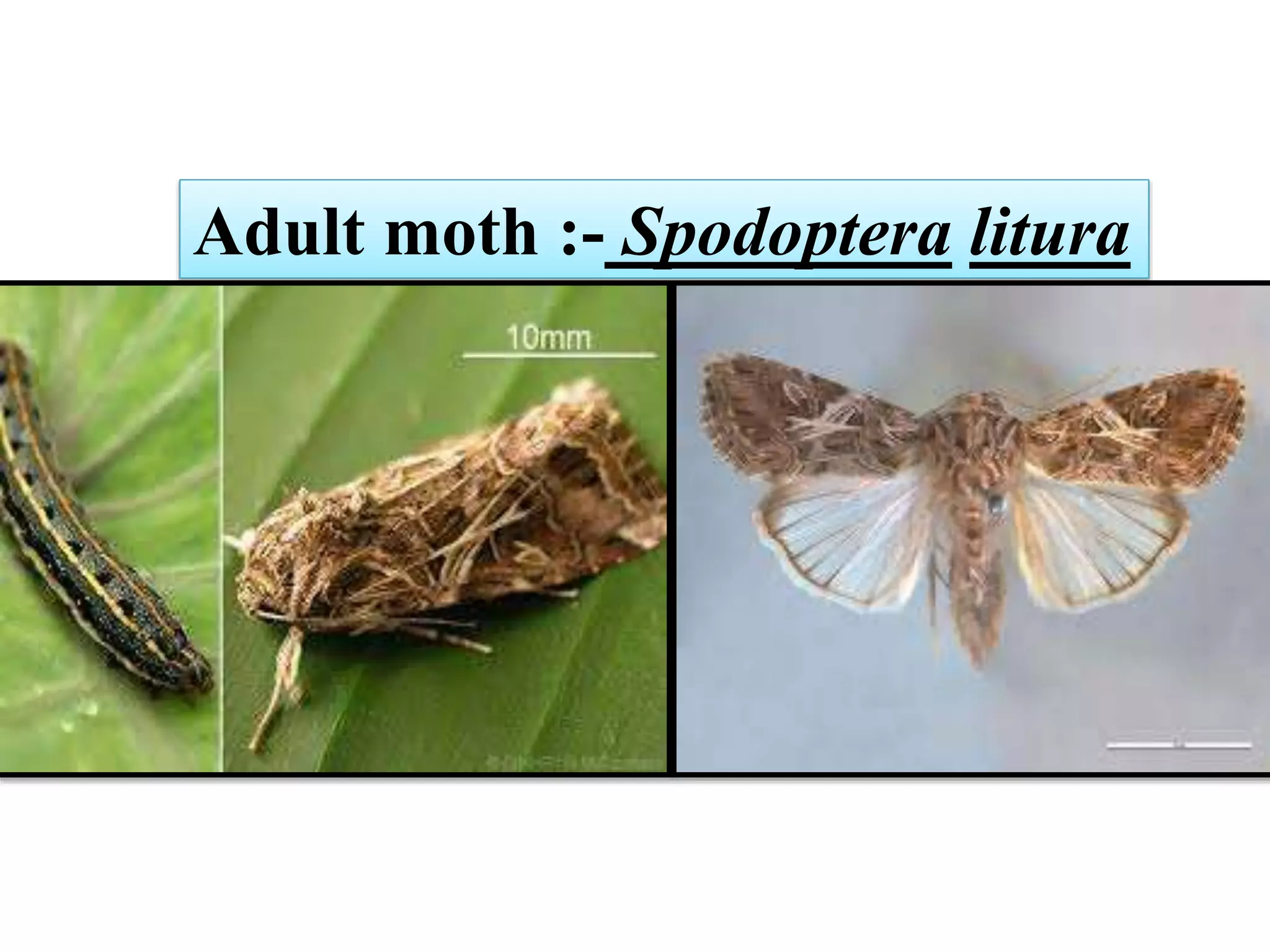 Insect pest of banana crop | PPTX