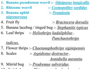 1. Banana pseudostem weevil :- Odoiporus longicollis
2. Rhizome weevil :- Cosmopolites sordidus
3. Banana aphid :- Pentalonia
nigronervosa
4. Fruit fly :- Bractocera dorsalis
5. Banana lacebug / tinged bug :- Stephanitis typicus
6. Leaf thrips :- Heliothrips kadaliphilus ,
Panchaetothrips
indicus.
7. Flower thrips :- Chaetanaphothrips siginipennis
8. Scales :- Aspidiotus destructor ,
Aonidiella aurantia.
9. Mirrid bug :- Prodremus subviridus.
 