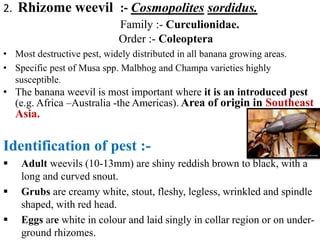 Insect pest of banana crop | PPTX