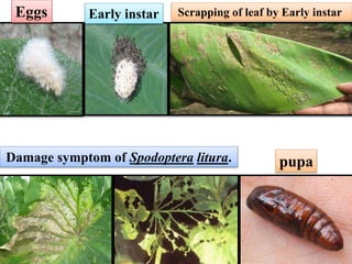 Insect pest of banana crop