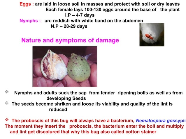 insect pest of cotton and their management | PPT | Agriculture | Industries