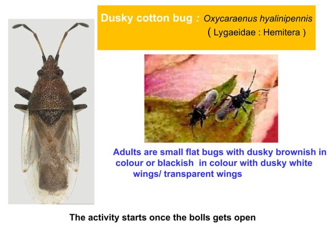 insect pest of cotton and their management | PPT | Agriculture | Industries