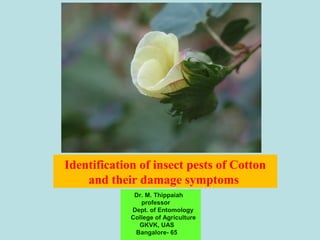 Identification of insect pests of Cotton
and their damage symptoms
Dr. M. Thippaiah
professor
Dept. of Entomology
College of Agriculture
GKVK, UAS
Bangalore- 65
 