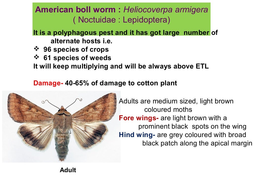 Insect pest of cotton 1