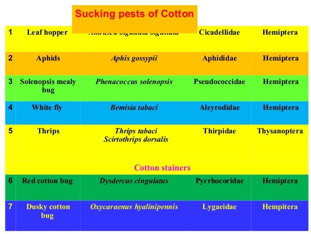 Insect pest of cotton 1
