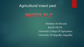 Agricultural insect pest
Ehtisham Ali Hussain
BAGF15E258
University College Of Agriculture,
University Of Sargodha, Sargodha
 