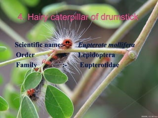 Insect pest of drumstick | PPTX