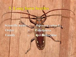 Insect pest of drumstick | PPTX