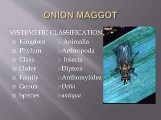 Insect pest of garlic(RAKESH) | PPTX