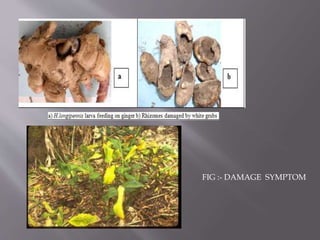 FIG :- DAMAGE SYMPTOM
 