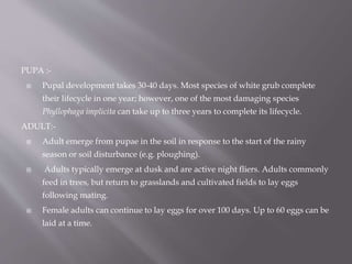 PUPA :-
 Pupal development takes 30-40 days. Most species of white grub complete
their lifecycle in one year; however, one of the most damaging species
Phyllophaga implicita can take up to three years to complete its lifecycle.
ADULT:-
 Adult emerge from pupae in the soil in response to the start of the rainy
season or soil disturbance (e.g. ploughing).
 Adults typically emerge at dusk and are active night fliers. Adults commonly
feed in trees, but return to grasslands and cultivated fields to lay eggs
following mating.
 Female adults can continue to lay eggs for over 100 days. Up to 60 eggs can be
laid at a time.
 