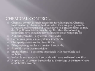 Insect pest of gingeR | PPTX