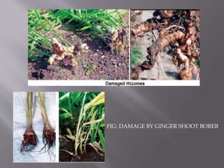 FIG: DAMAGE BY GINGER SHOOT BORER
 