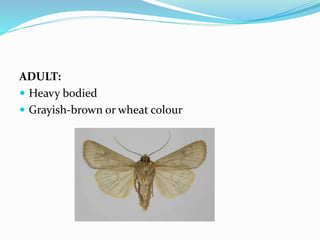 Insect pest of gram | PPTX