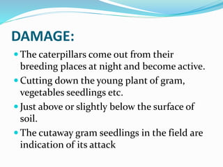 Insect pest of gram | PPTX