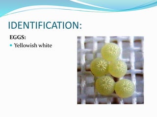 Insect pest of gram | PPTX