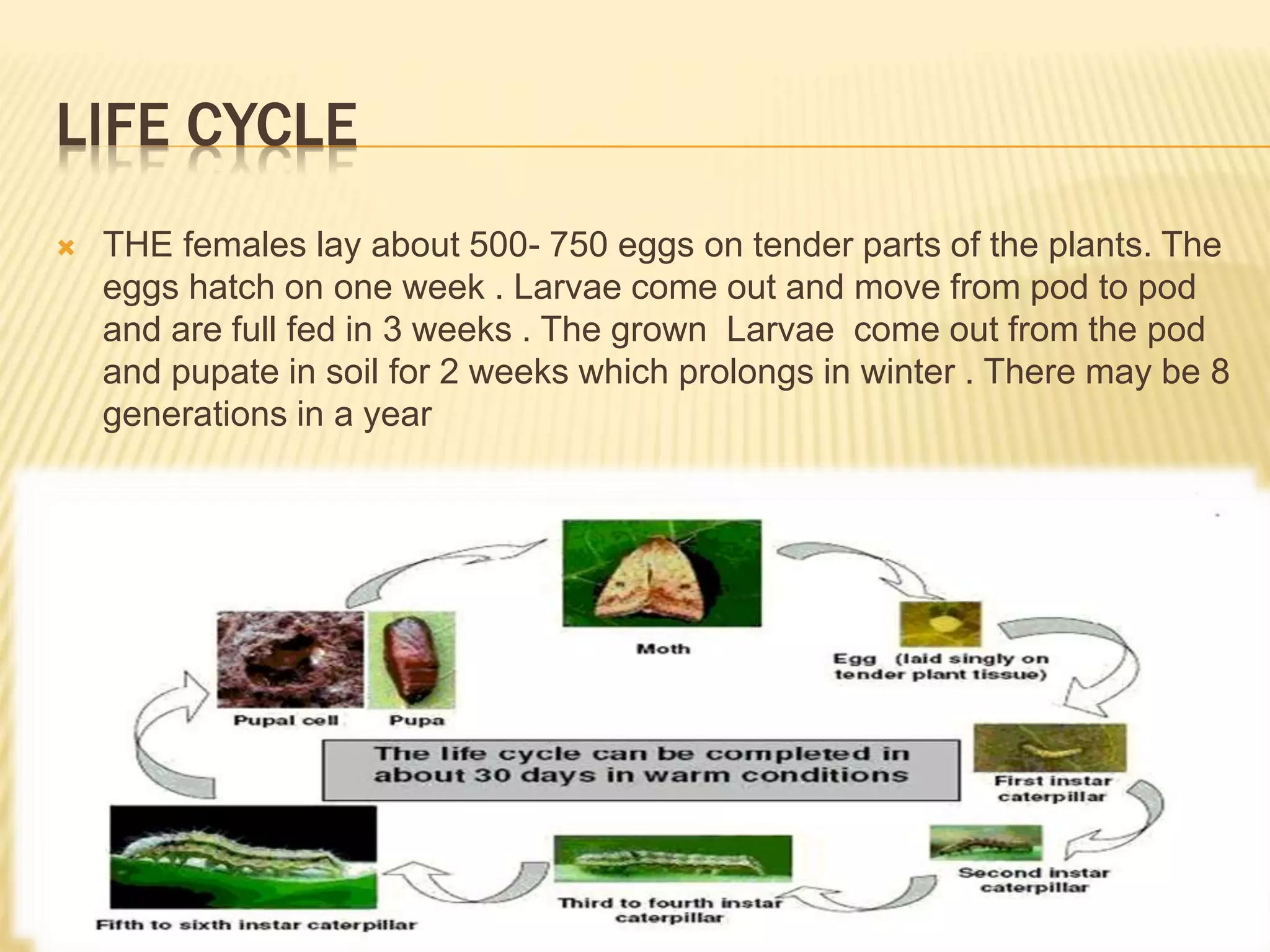 Insect pest of gram pod caterpillar | PPTX