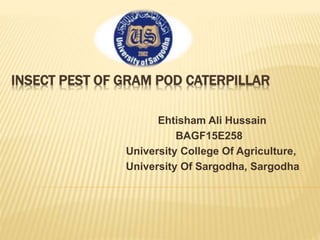 INSECT PEST OF GRAM POD CATERPILLAR
Ehtisham Ali Hussain
BAGF15E258
University College Of Agriculture,
University Of Sargodha, Sargodha
 
