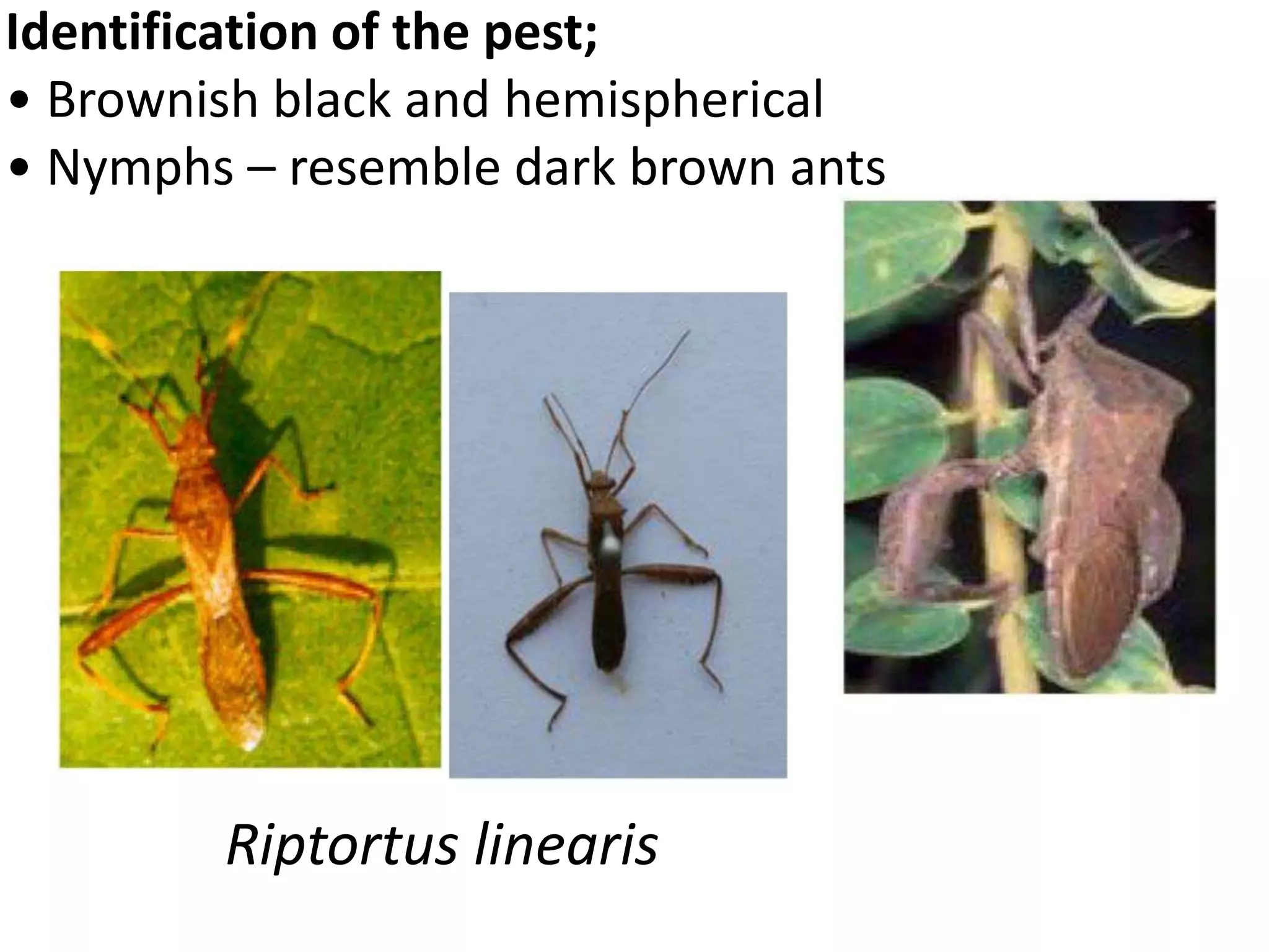 Insect pest of red gram | PPTX