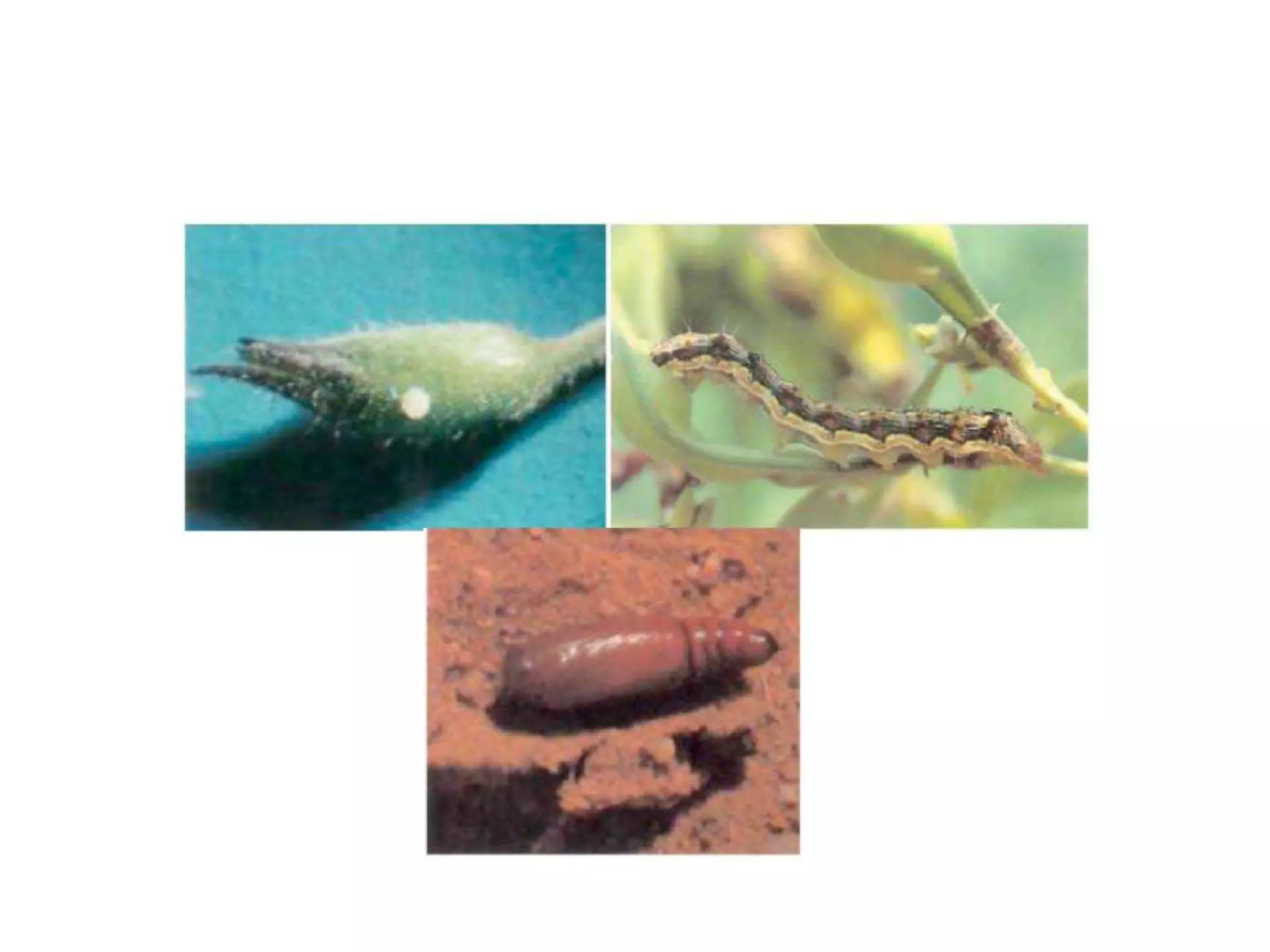 Insect pest of red gram | PPTX