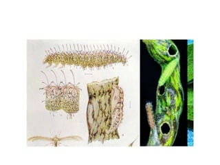 Insect pest of red gram | PPTX