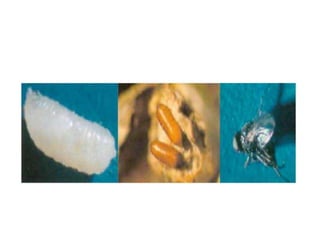 Insect pest of red gram | PPTX