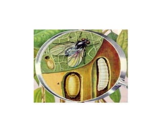 Insect pest of red gram | PPTX
