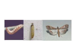 Insect pest of red gram | PPTX