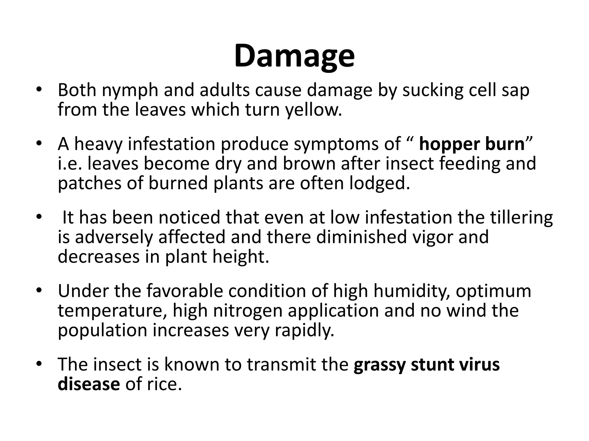 Insect pest of rice | PPTX