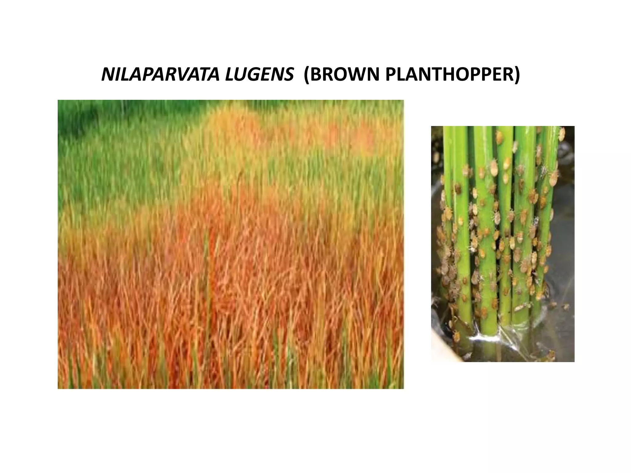 Insect pest of rice | PPTX