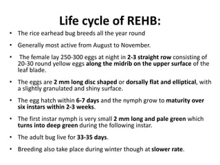 Reshm Insect Insect pest of rice | PPTX