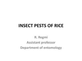 INSECT PESTS OF RICE
R. Regmi
Assistant professor
Department of entomology
 