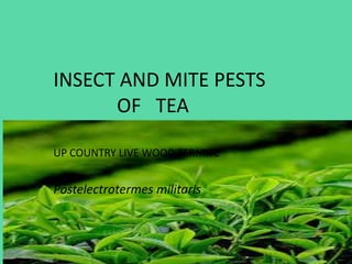 INSECT AND MITE PESTS
OF TEA
UP COUNTRY LIVE WOOD TERMITE

Postelectrotermes militaris

 