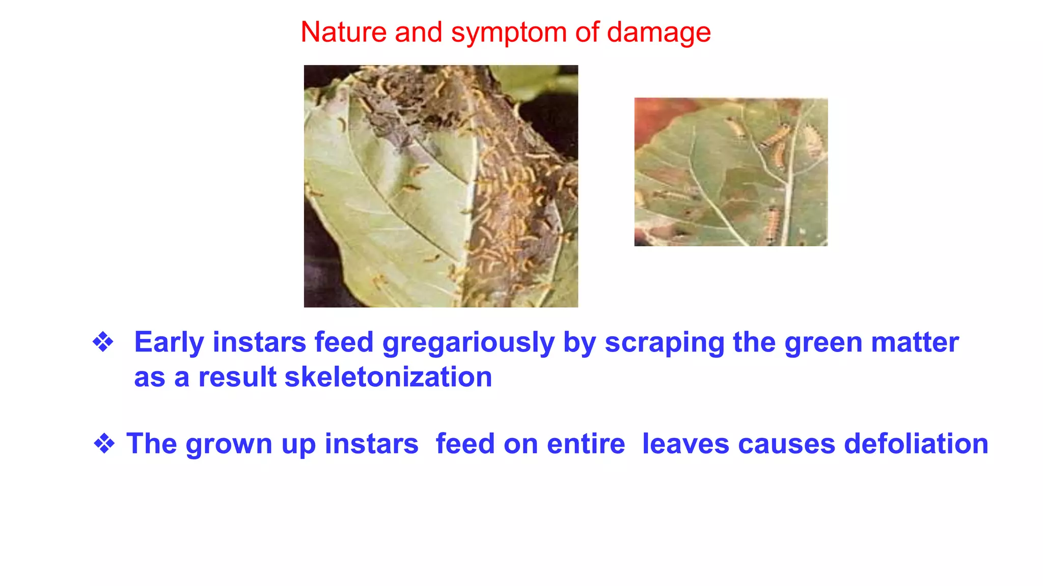 Insect pest of urd, moong and gram and their management | PPTX