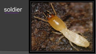 Insect pests of wheat and their management | PPTX