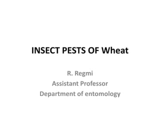 INSECT PESTS OF Wheat
R. Regmi
Assistant Professor
Department of entomology
 