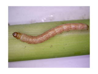 Insect pest of wheat | PPTX
