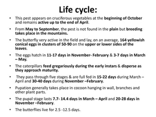 Life cycle:
• This pest appears on cruciferous vegetables at the beginning of October
and remains active up to the end of April.
• From May to September, the pest is not found in the plain but breeding
takes place in the mountains.
• The butterfly very active in the field and lay, on an average, 164 yellowish
conical eggs in clusters of 50-90 on the upper or lower sides of the
leaves.
• The eggs hatch in 11-17 days in November- February & 3-7 days in March
– May.
• The caterpillars feed gregariously during the early instars & disperse as
they approach maturity.
• They pass through five stages & are full fed in 15-22 days during March –
April and 30-40 days during November –February.
• Pupation generally takes place in cocoon hanging in wall, branches and
other plant parts.
• The pupal stage lasts 7.7- 14.4 days in March – April and 20-28 days in
November –February.
• The butterflies live for 2.5 -12.5 days.
 